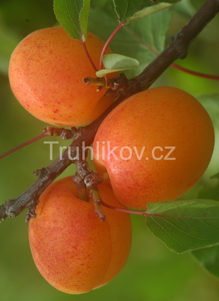 Meruňka 'Sundrop' prostokořenné, zákrsek, SAMOSPRAŠNÁ-0