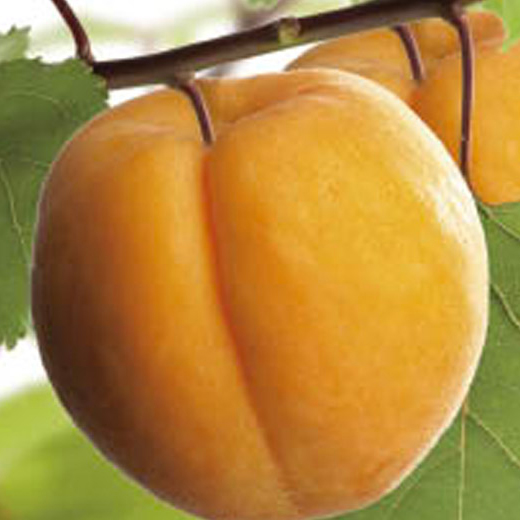 Meruňky - Meruňka Tros Oranje květináč 6 litrů, výška 150/175cm, stromek, SAMOSPRAŠNÁ