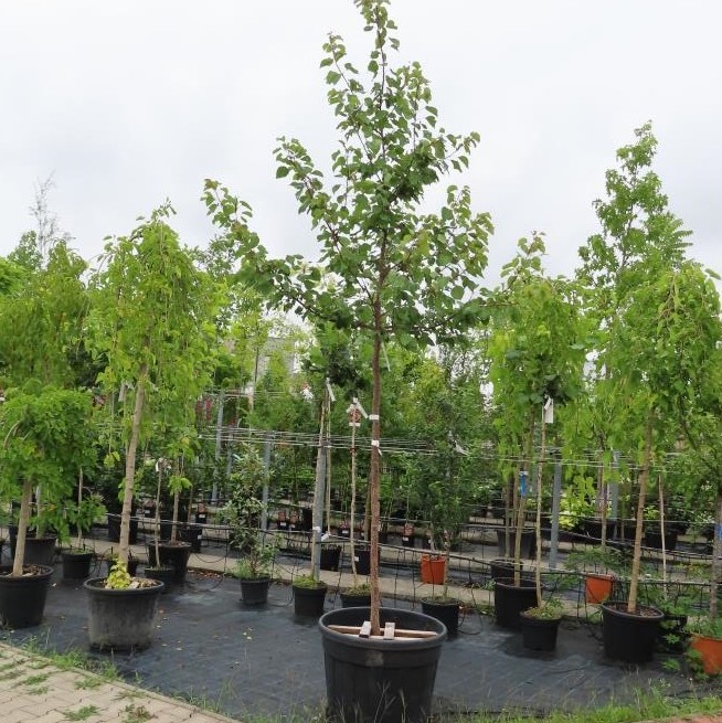 Meruňka 'Velkopavlovická' květináč 30 litrů, obvod kmene 10/12cm, vysokokmen, SAMOSPRAŠNÁ-0