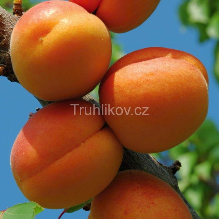 Meruňky - Meruňka Velkopavlovická květináč 7,5 litru, čtvrtkmen, SAMOSPRAŠNÁ