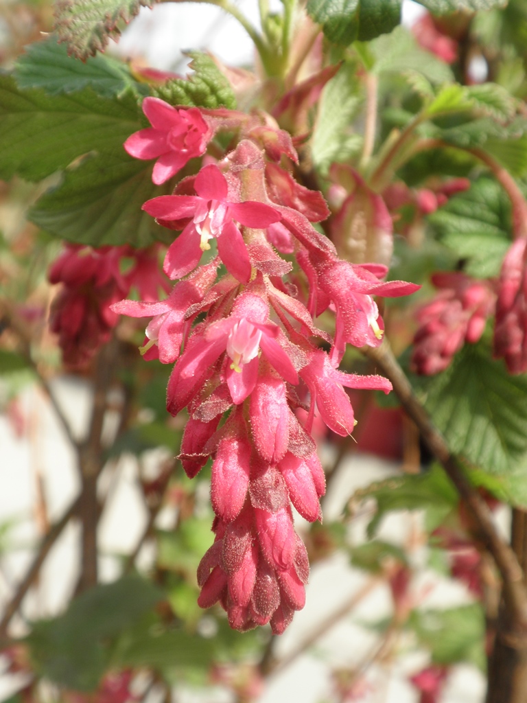 Meruzalka krvavá King Edward VII květináč 5 litrů, výška 50/60cm, keř-0