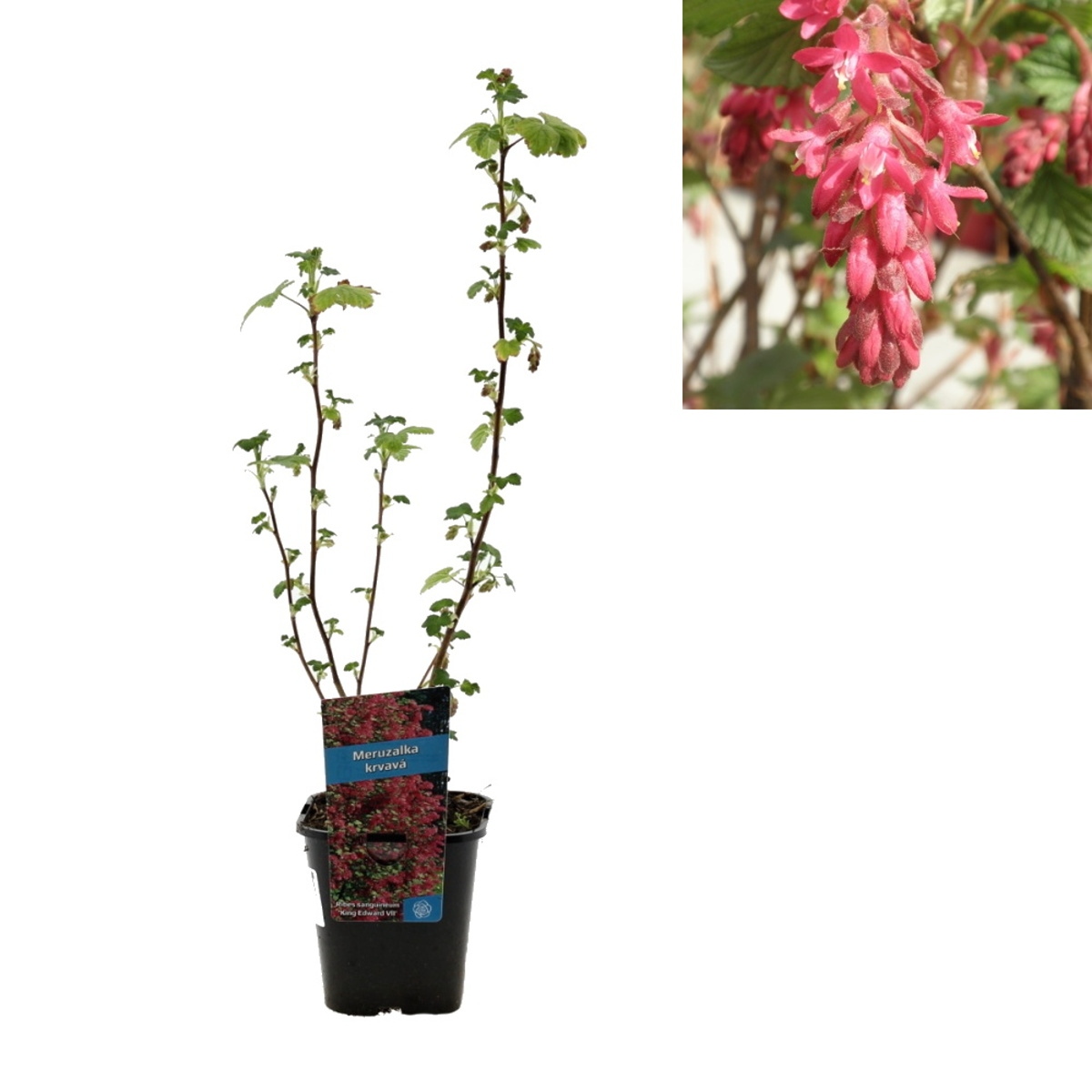 Živé ploty - Meruzalka krvavá King Edward VII výška 30/40cm, květináč 1,4 litru