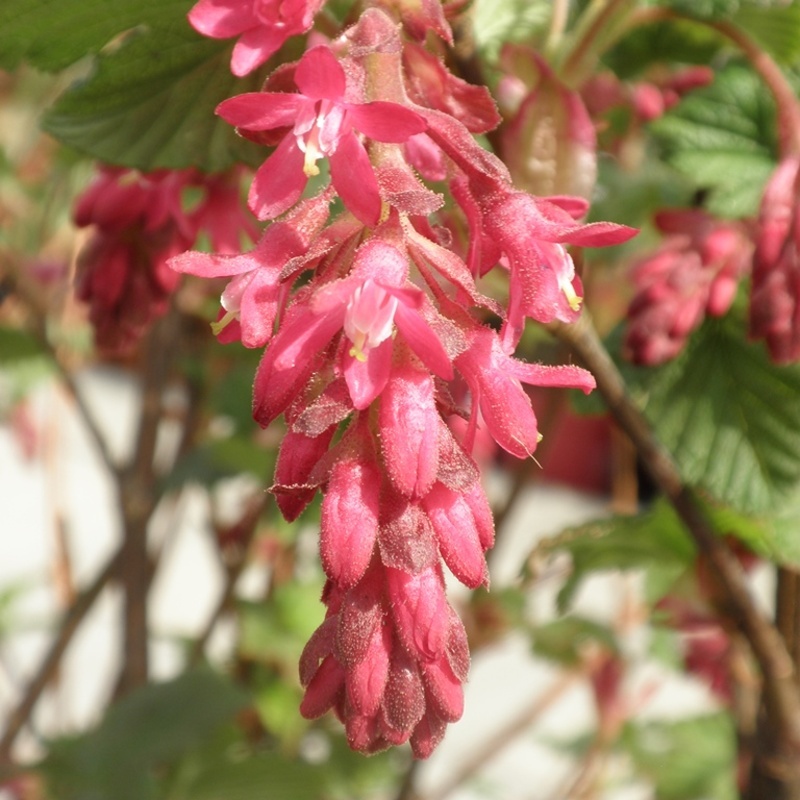 Meruzalka krvavá King Edward VII výška 30/40cm, květináč 1,4 litru-0