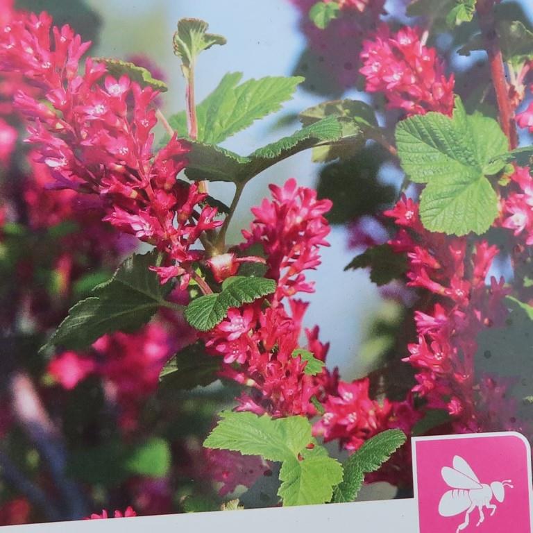 Rostliny - Meruzalka krvavá 'Pulborough Scarlet' květináč 5 litrů, výška 50/60cm, keř