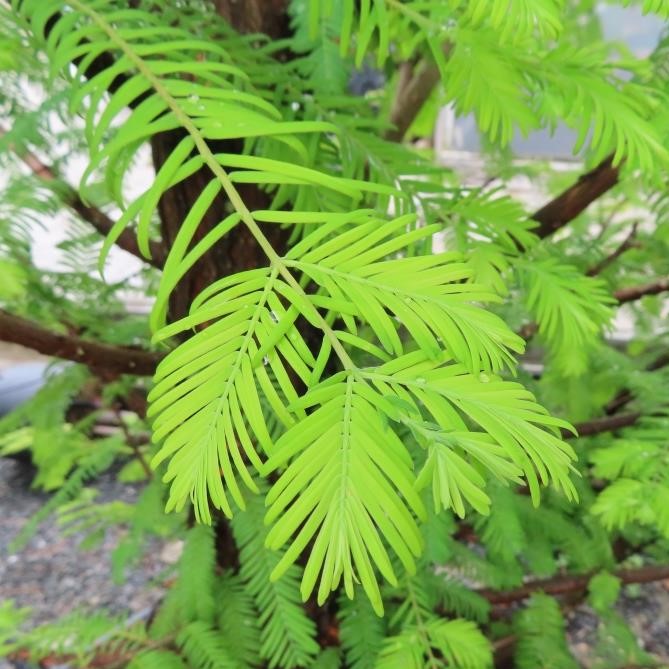 Vzrůstné jehličnany - Metasekvoj čínská květináč 130 litrů, výška 250/300cm, větve od spodu, strom