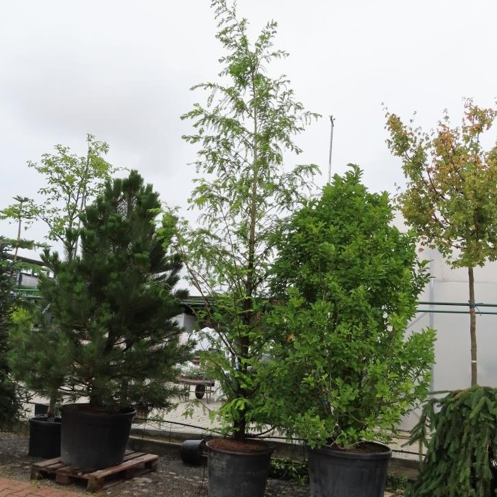 Metasekvoj čínská květináč 130 litrů, výška 250/300cm, větve od spodu, strom-0