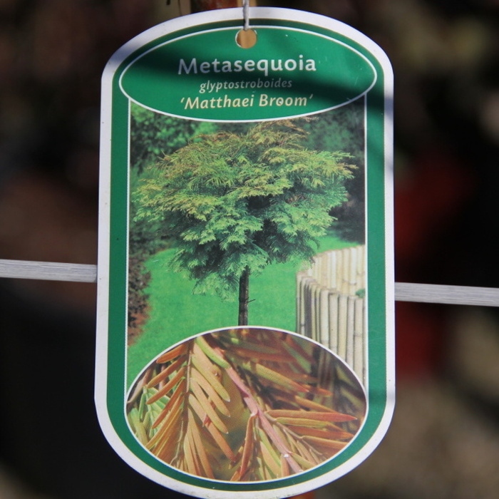 Zakrsle rostoucí jehličnany - Metasekvoj čínská 'Matthaei Broom' kmínek 100cm