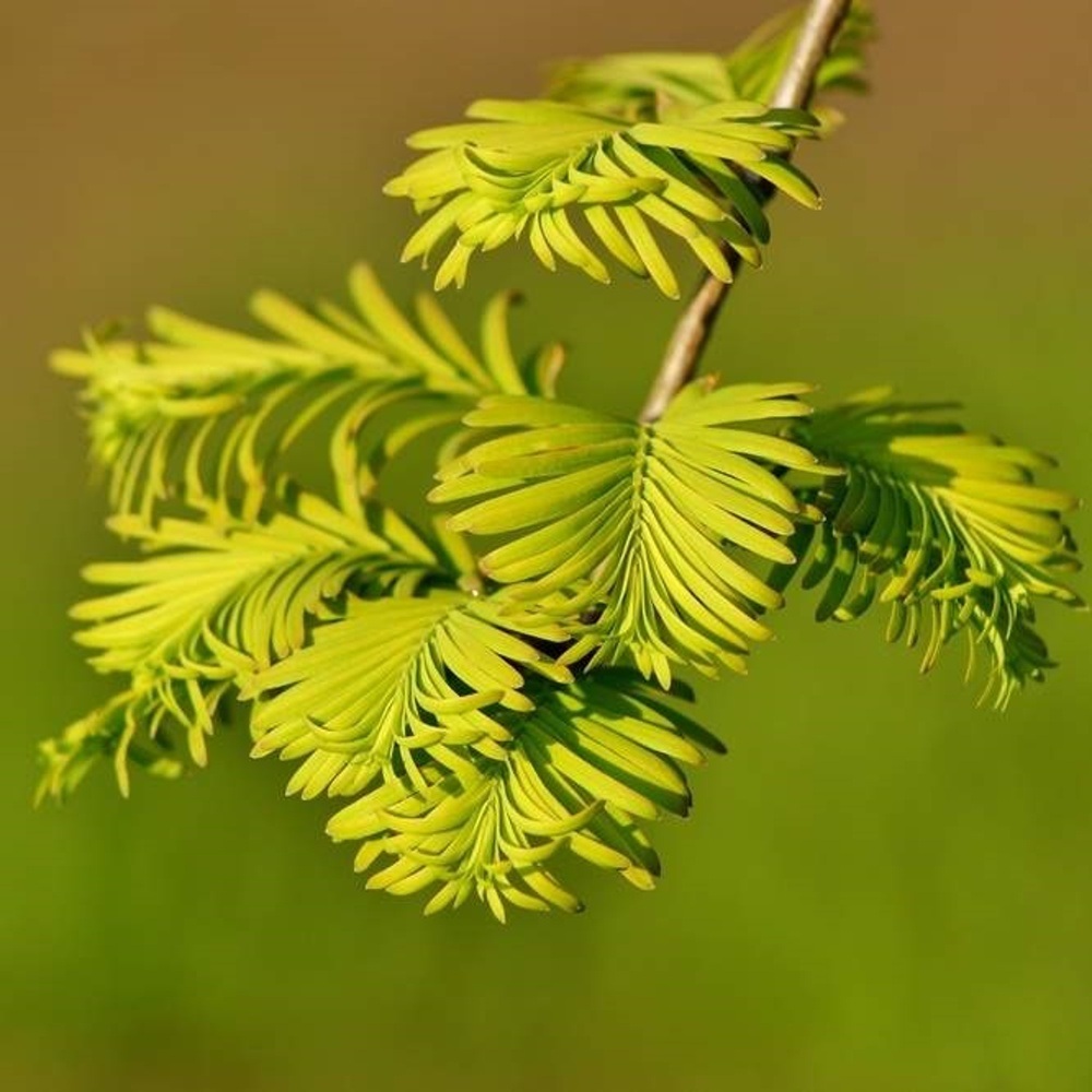 Vzrůstné jehličnany - Metasekvoj čínská výška 100/125cm, květináč 9 litrů