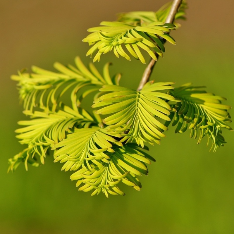 Vzrůstné jehličnany - Metasekvoj čínská výška 250/300cm