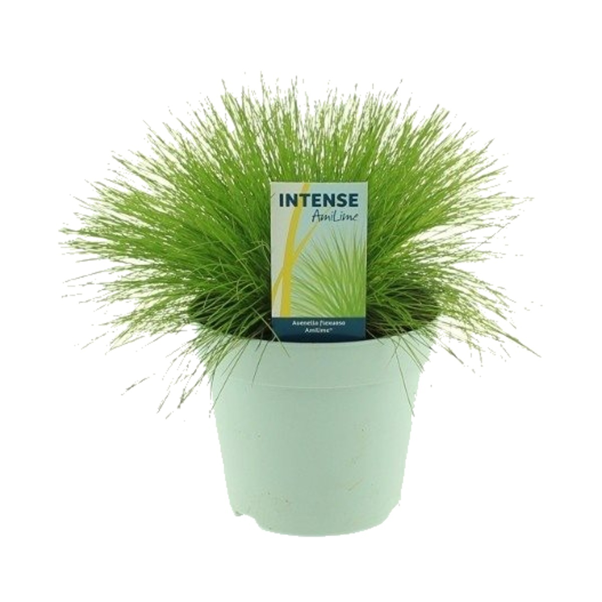 Traviny - Metlička AmiLime květináč 2 litry