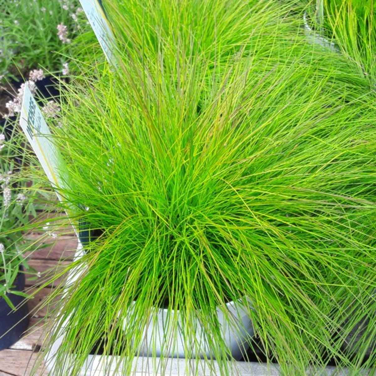 Metlička AmiLime květináč 2 litry-0