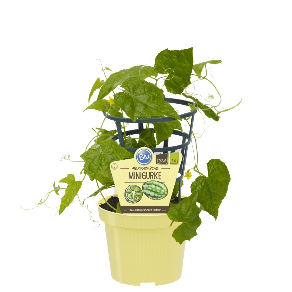 Bylinky - Mexická mini okurka BIO květináč 12cm