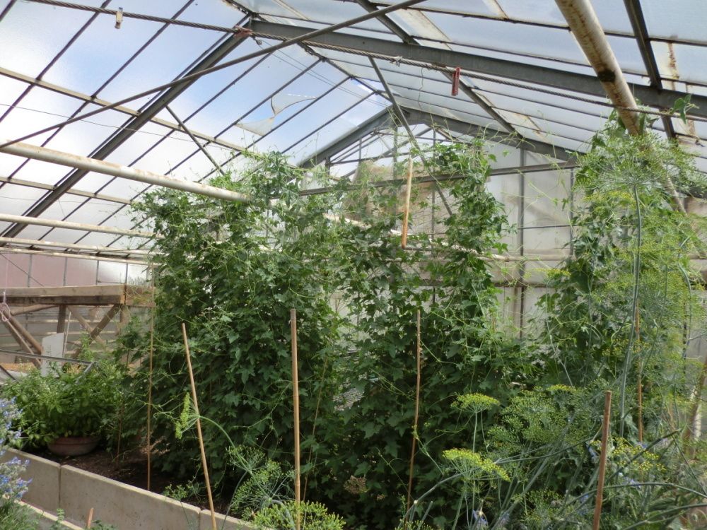 Mexická mini okurka BIO květináč 12cm-2