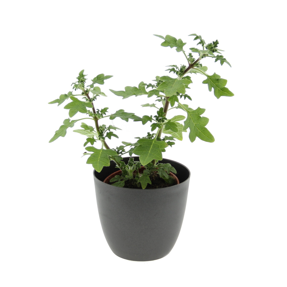 Bylinky - Migrénovník květináč 11cm