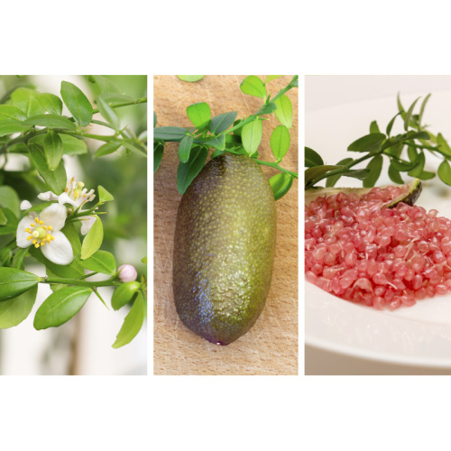 Nádobové květiny - Mikrocitrus - kaviárový citrus 12 litrů Kmínek