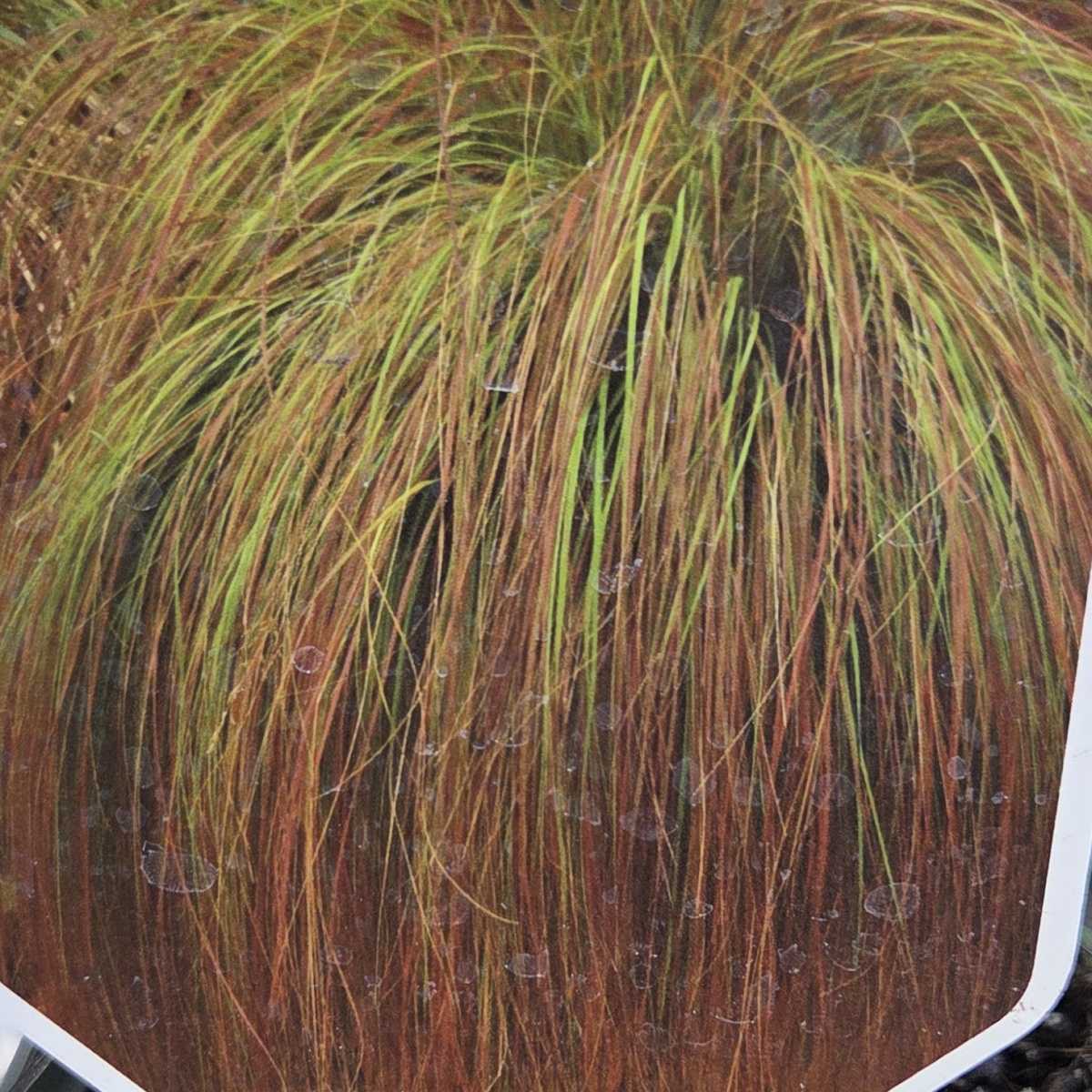 Traviny - Milička Totnes Burgundy květináč 11cm
