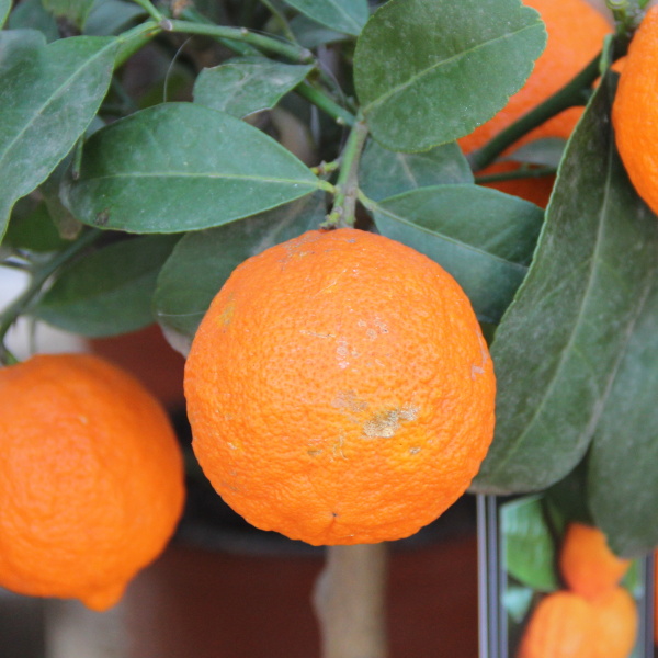 Nádobové květiny - Mini limetka 15cm