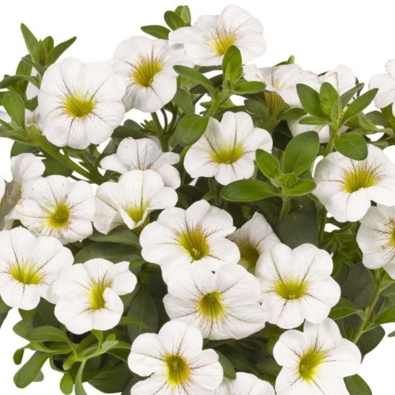 Převislé balkonové květiny - Minipetúnie bílá 4ks 11cm