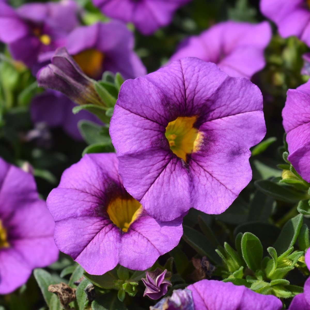 Převislé balkonové květiny - Minipetúnie fialová 4ks 11cm