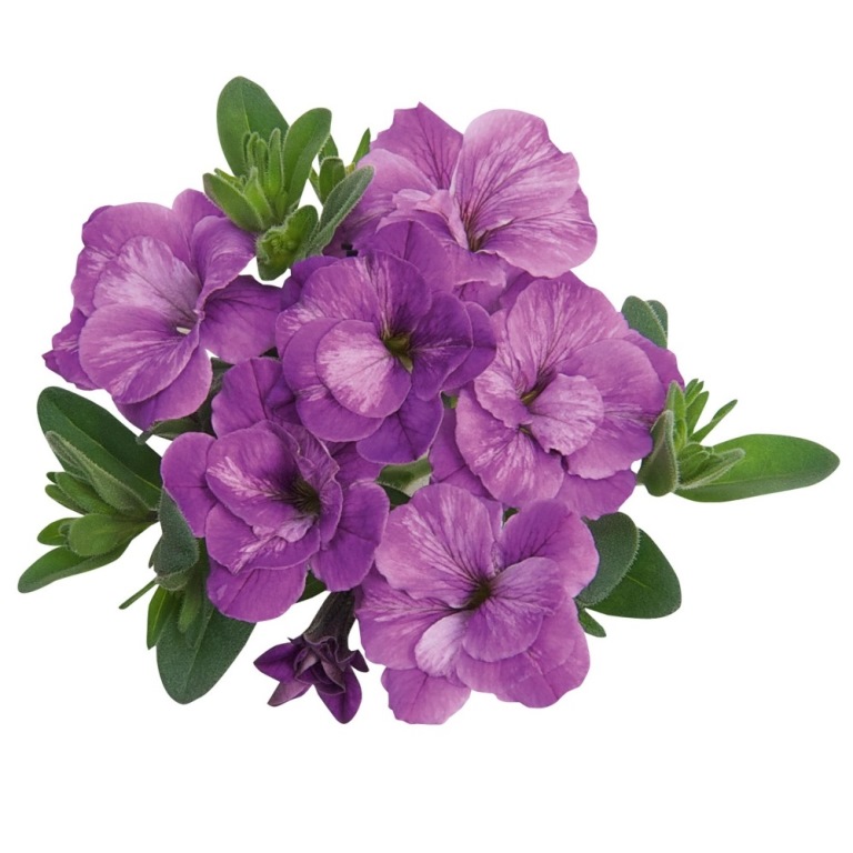 Převislé balkonové květiny - Minipetúnie plnokvětá fialová 4ks 11cm