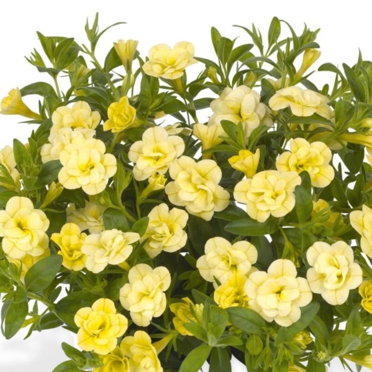 Převislé balkonové květiny - Minipetúnie plnokvětá žlutá 4ks 11cm