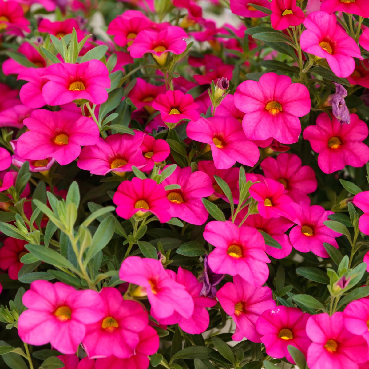 Převislé balkonové květiny - Minipetúnie růžová 4ks 11cm