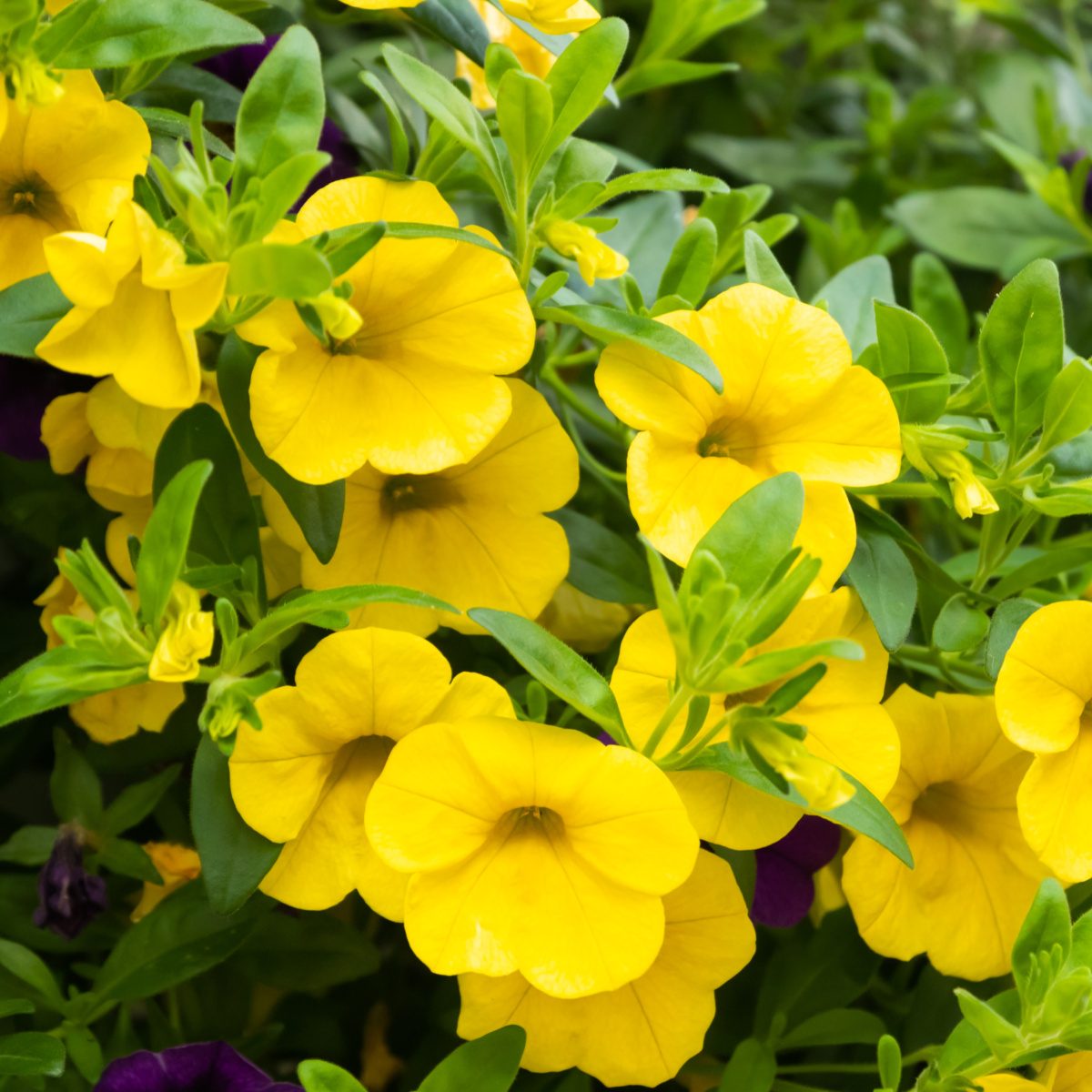 Převislé balkonové květiny - Minipetúnie žlutá 4ks 11cm