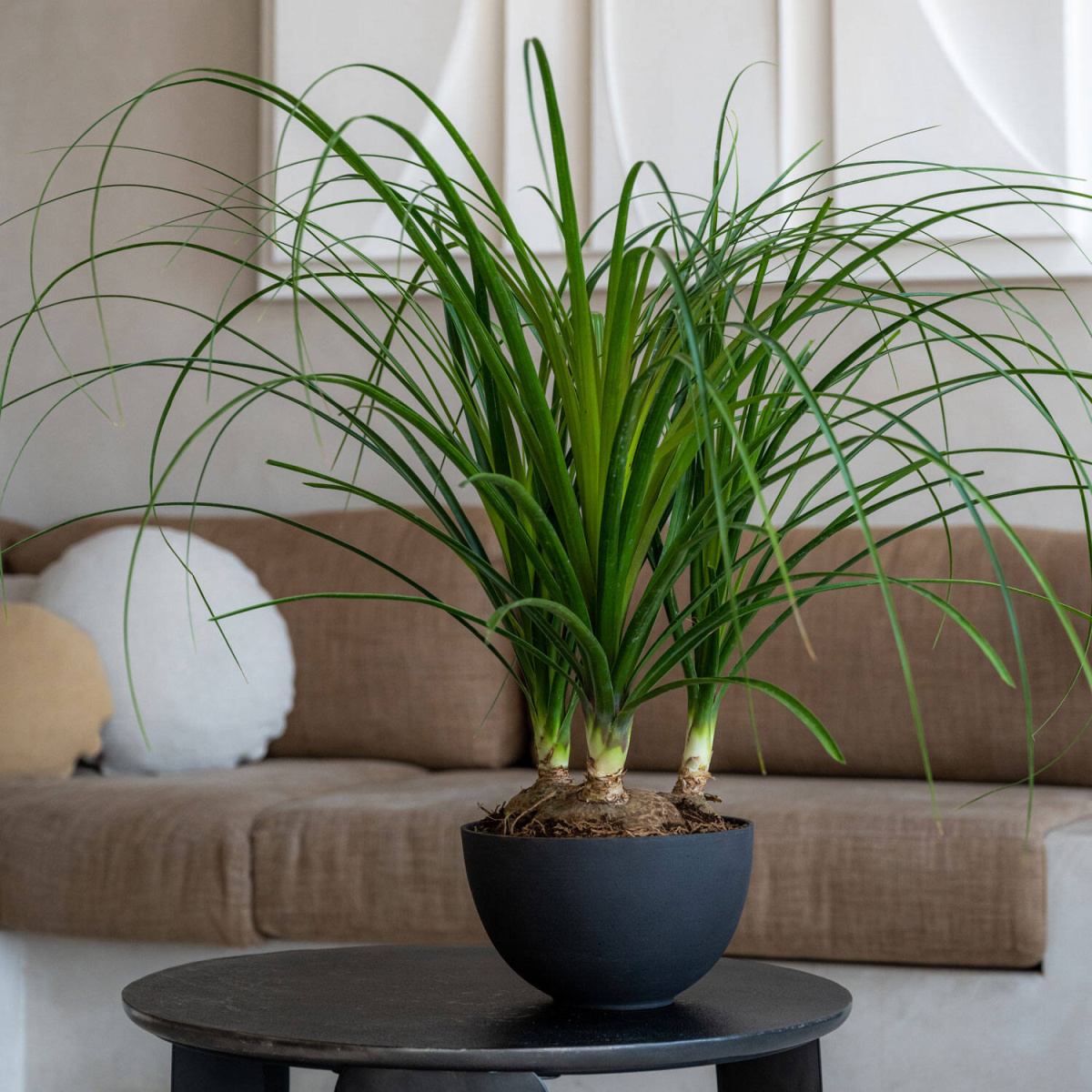 Miska kutalá PETER S sandstone černá 20cm-0