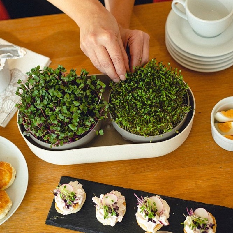 Miska na naklíčení MICROGREENS Regrow sl.kost 30,5cm-2