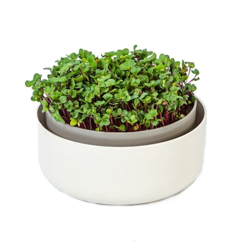 Klíčky - Miska na naklíčení MICROGREENS sl.kost 16cm