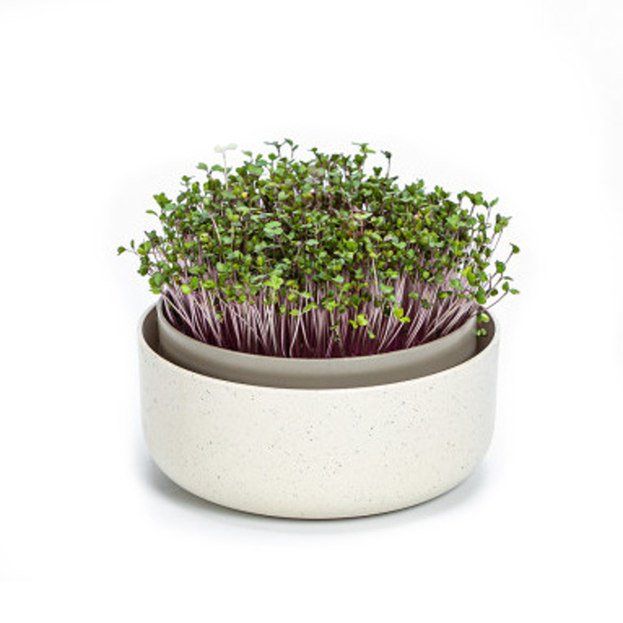 Klíčky - Miska na naklíčení MICROGREENS sl.kost s kávovou sedlinou 16cm