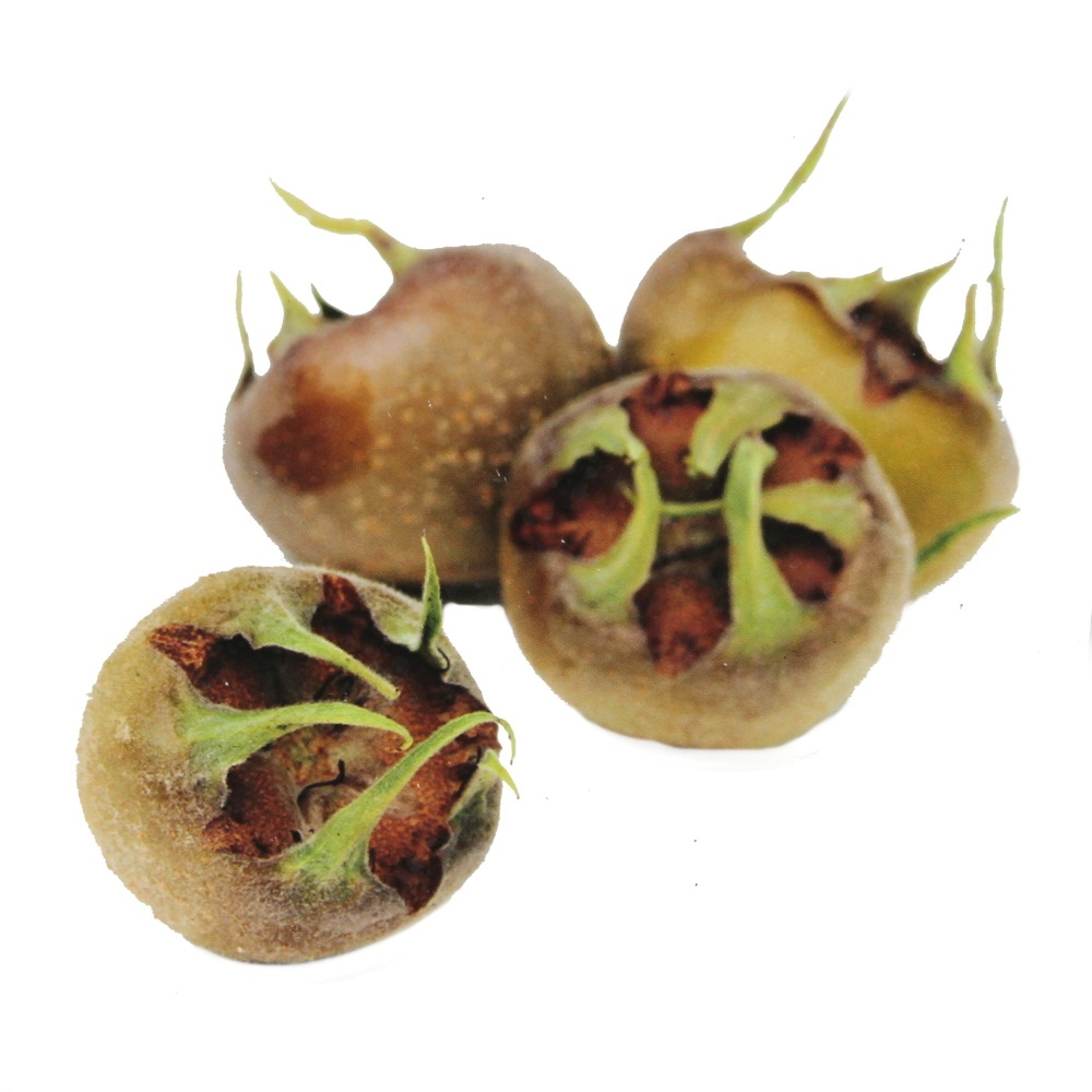 Balkonové ovocné stromky - Mišpule německá 'Westerveld' květináč 5 litrů, balkonová, zákrsek, SAMOSPRAŠNÁ