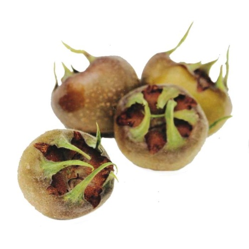 Rostliny - Mišpule německá 'Westerveld' výška 175/200cm