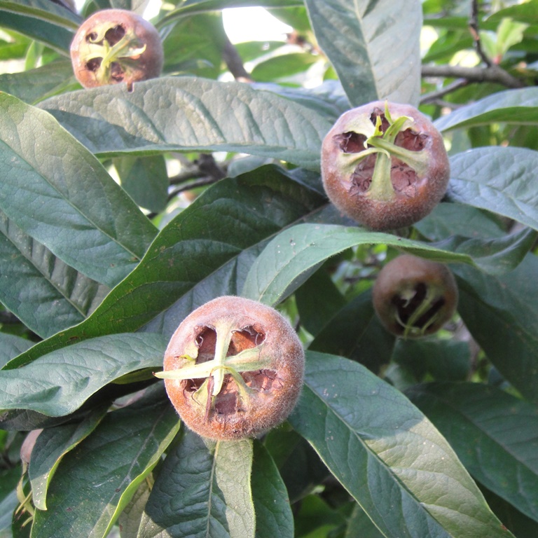 Ovocné stromky do zahrady - Mišpule obecná květináč 7 litru, čtvrtkmen, SAMOSPRAŠNÁ