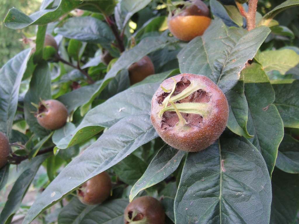 Mišpule obecná květináč 7 litru, čtvrtkmen, SAMOSPRAŠNÁ-0