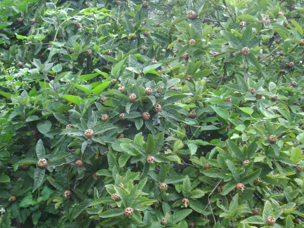 Mišpule obecná květináč 7 litru, čtvrtkmen, SAMOSPRAŠNÁ-1