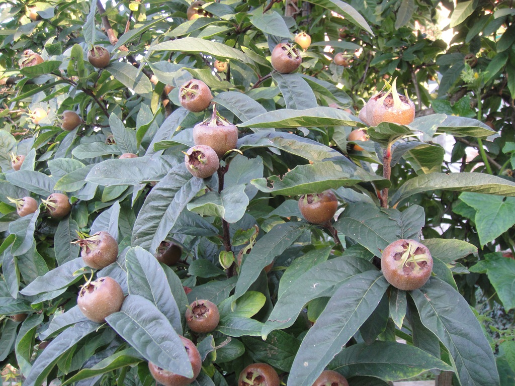 Mišpule obecná květináč 7 litru, čtvrtkmen, SAMOSPRAŠNÁ-2