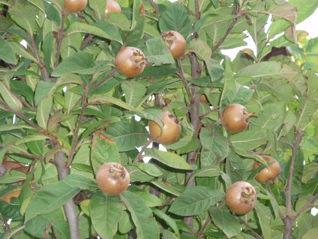 Mišpule obecná květináč 7 litru, čtvrtkmen, SAMOSPRAŠNÁ-3