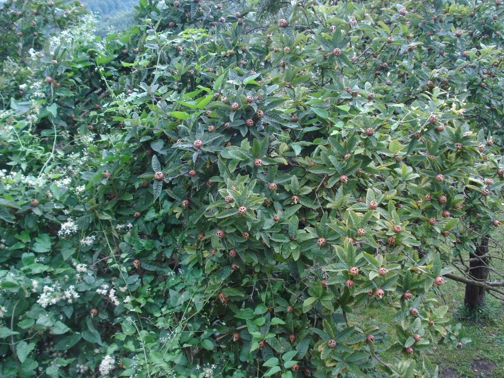 Mišpule obecná květináč 7 litru, čtvrtkmen, SAMOSPRAŠNÁ-4