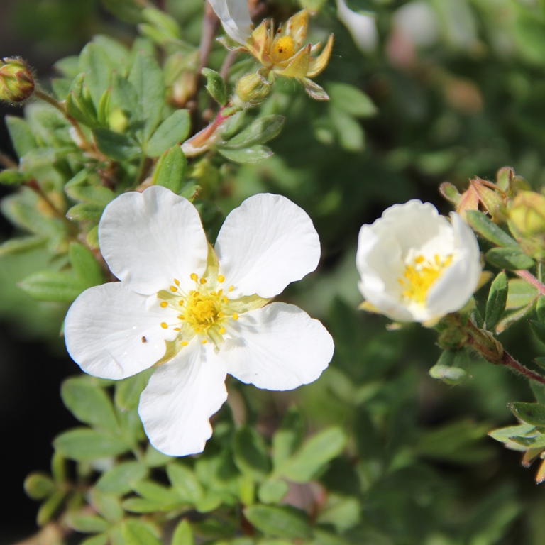 Keře okrasné květem - Mochna křovitá 'Abbotswood' květináč 1,4 litru, výška 15/20cm, keř