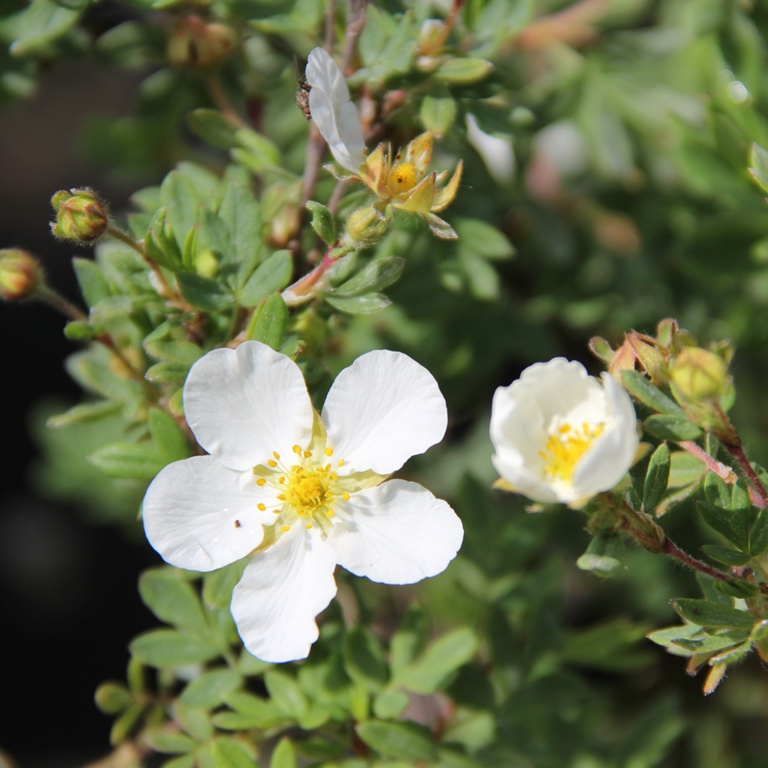 Keře okrasné květem - Mochna křovitá 'Abbotswood' květináč 2,5 litrů, výška 30/40cm, keř
