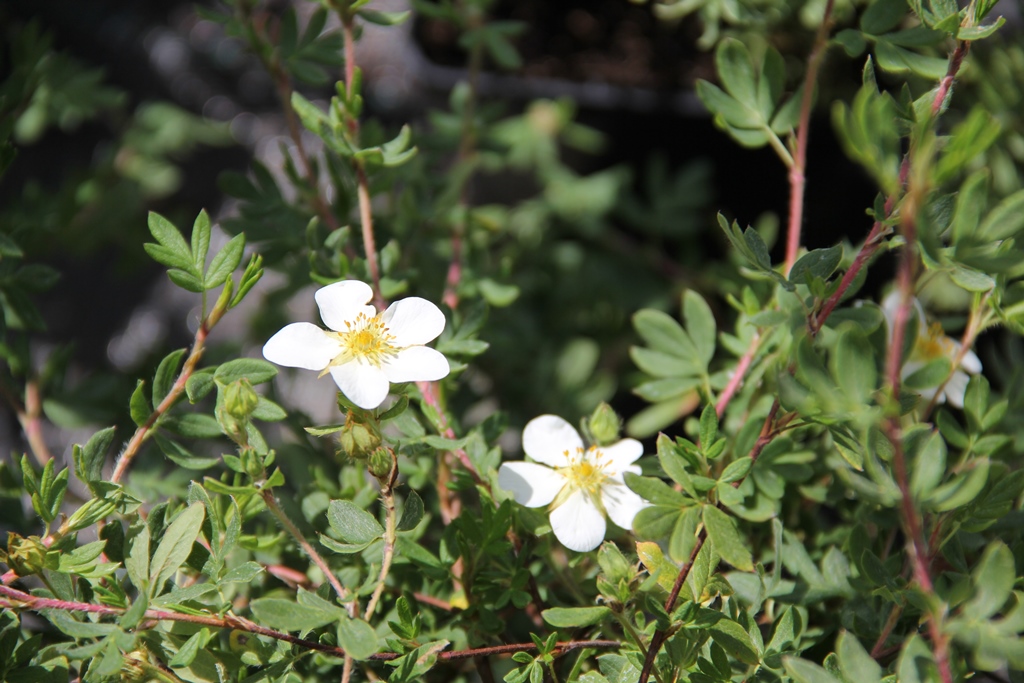 Mochna křovitá 'Abbotswood' květináč 2,5 litrů, výška 30/40cm, keř-0