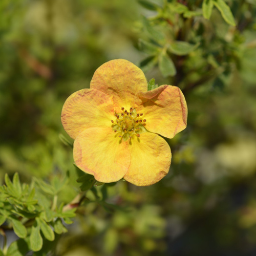 Keře okrasné květem - Mochna křovitá Bella Sol® 2,5 litru