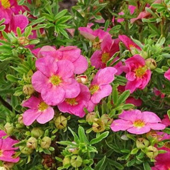 Keře okrasné květem - Mochna křovitá 'Bellissima' 2,5 litru