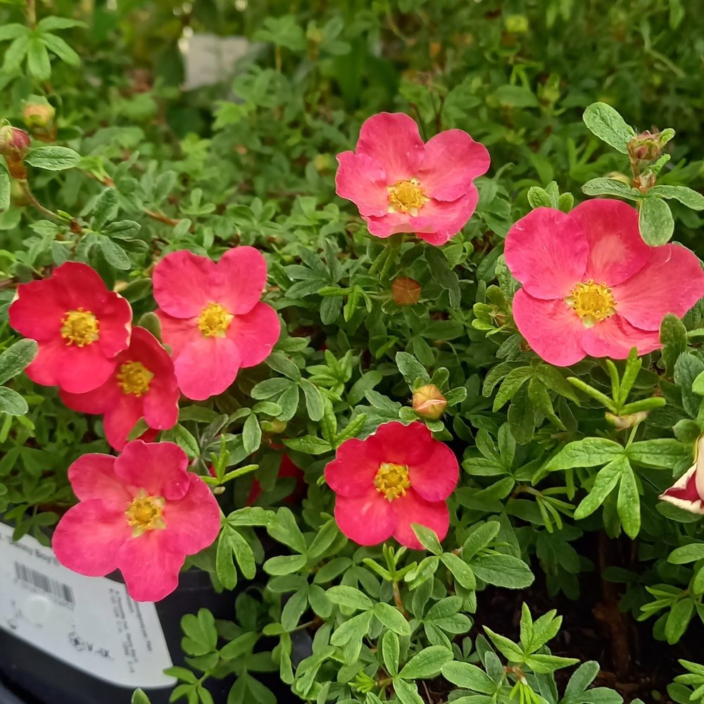 Keře okrasné květem - Mochna křovitá 'Danny Boy' květináč 1,4 litru