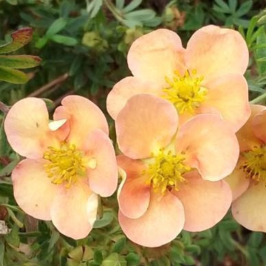 Keře okrasné květem - Mochna křovitá Daydawn květináč 1,4 litru, výška 20/25cm, keř