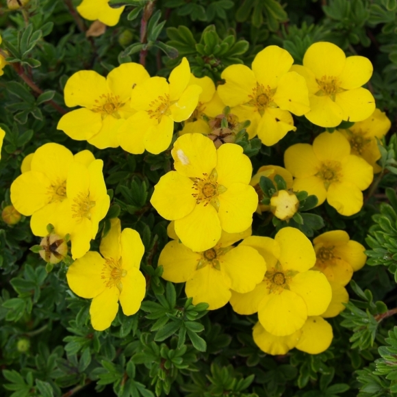 Rostliny - Mochna křovitá Goldteppich květináč 2,5 litrů, výška 20/30cm, keř