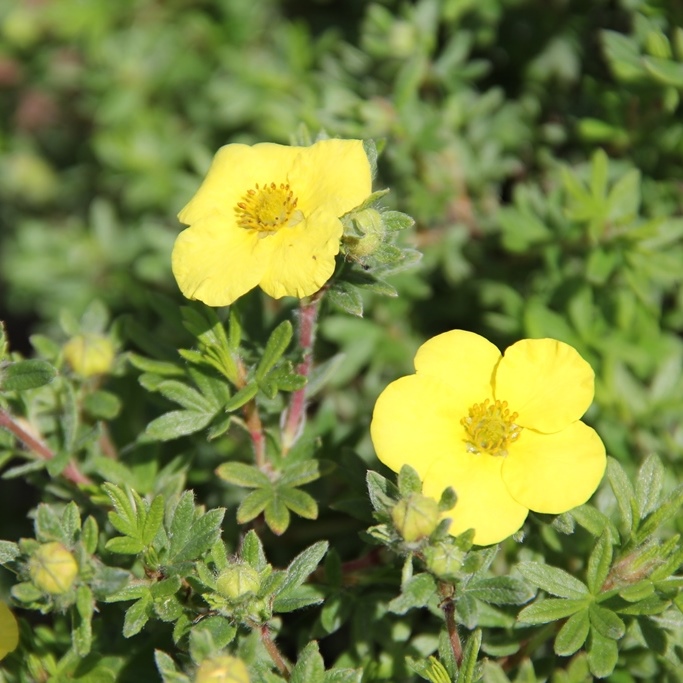 Rostliny - Mochna křovitá 'Kobold' květináč 2,5 litrů, výška 20/30cm, keř