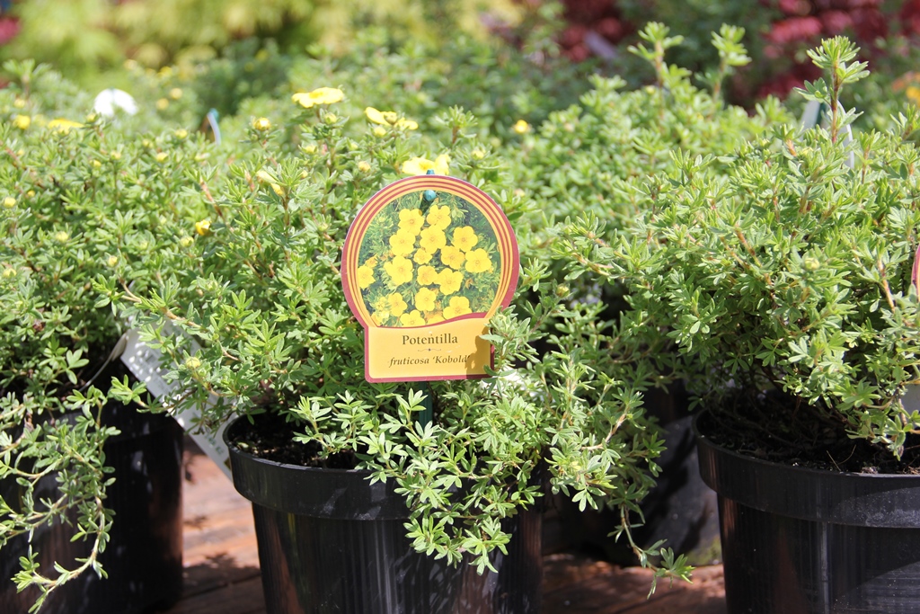 Mochna křovitá 'Kobold' květináč 2,5 litrů, výška 20/30cm, keř-0