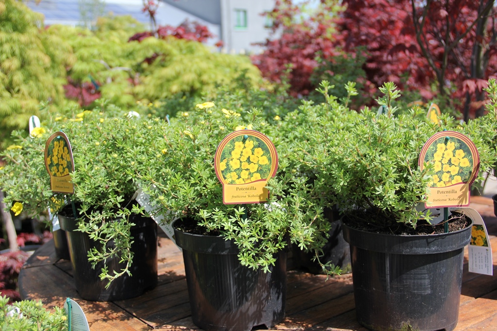 Mochna křovitá 'Kobold' květináč 2,5 litrů, výška 20/30cm, keř-1